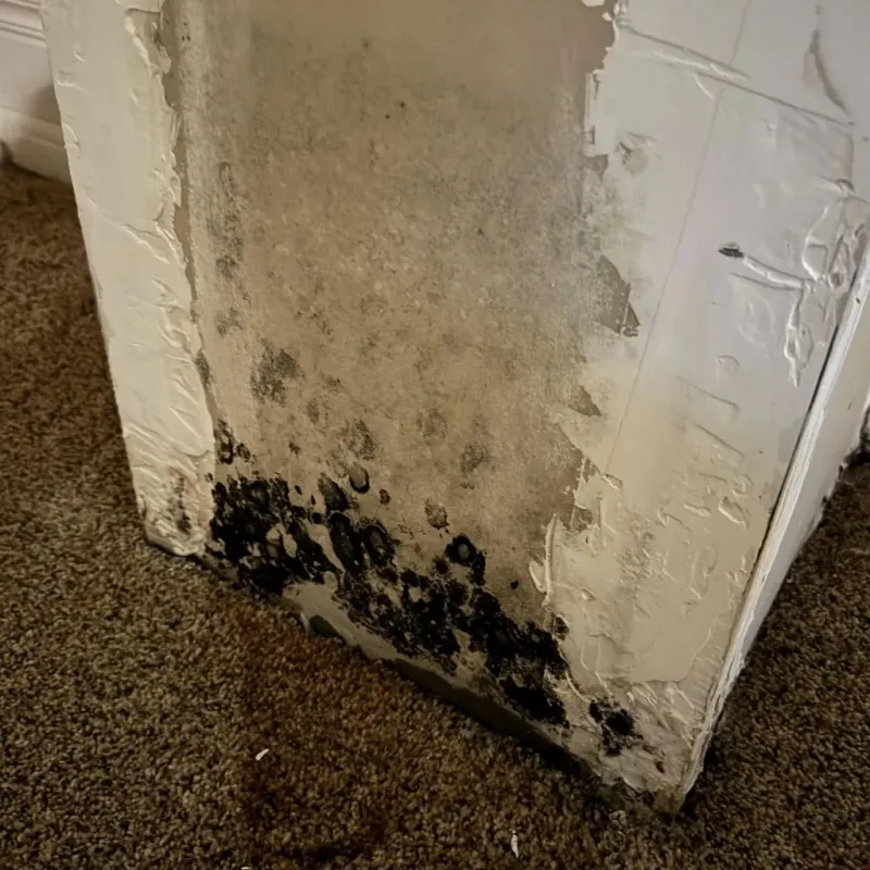 Professional Mold Removal in Moweaqua, IL